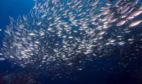 FeedKind Aquafeed Project