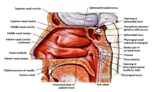 Anatomy of Nasal Cavity