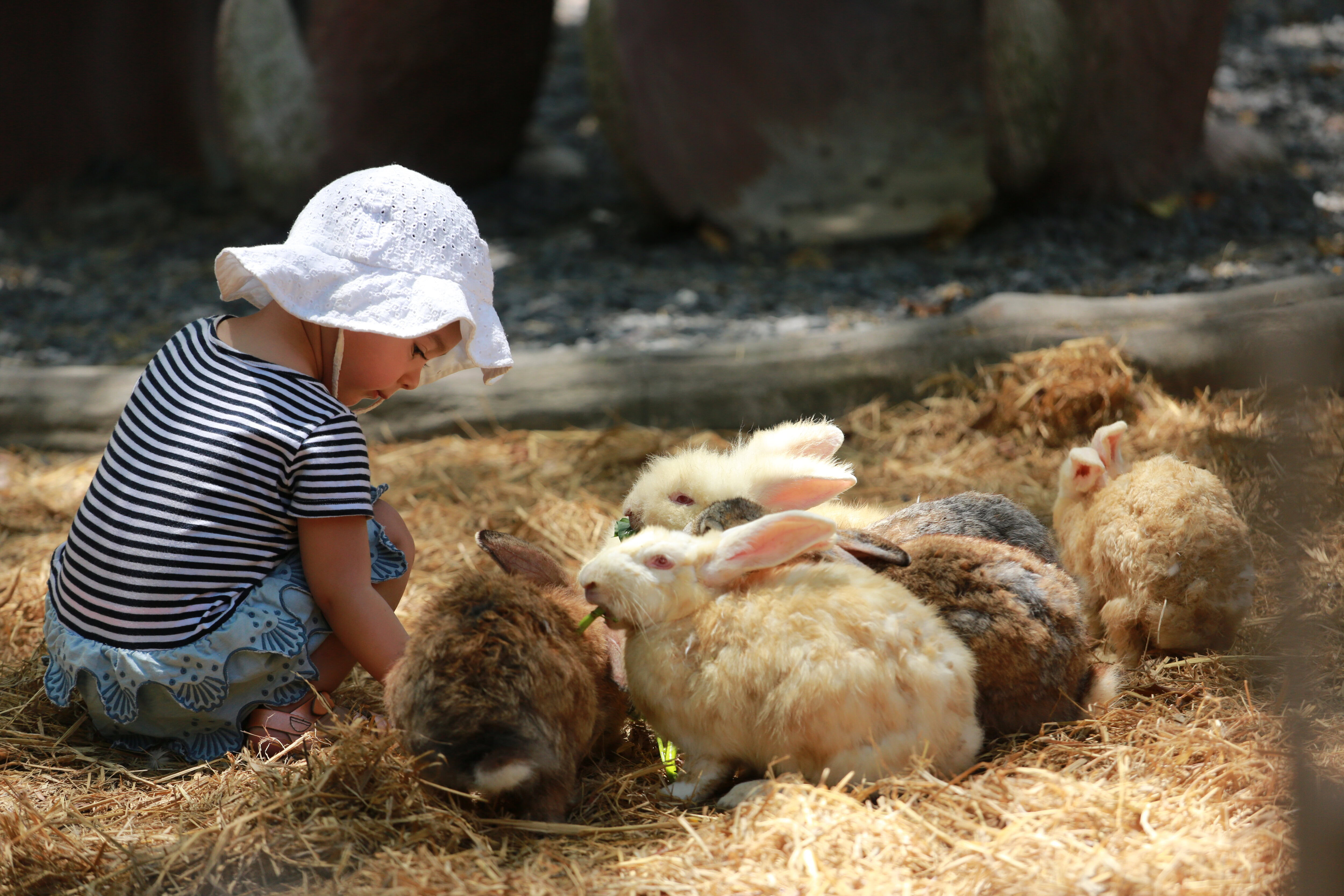 Child pet the bunnies