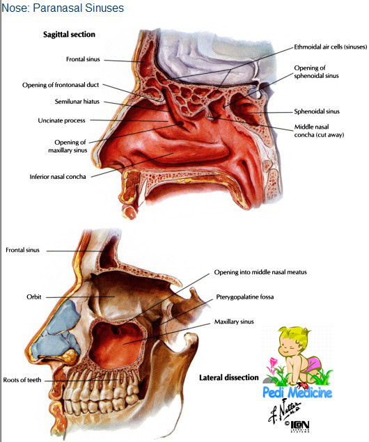 Anatomy of Paranasal Sinus
