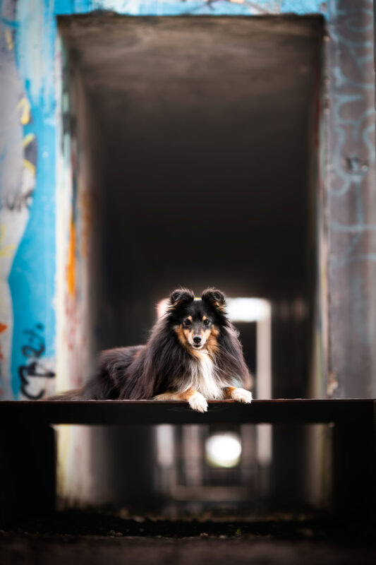 Stadtshooting Hund Graffiti Schweiz Bern Zuerich Hundefotoshooting.jpg