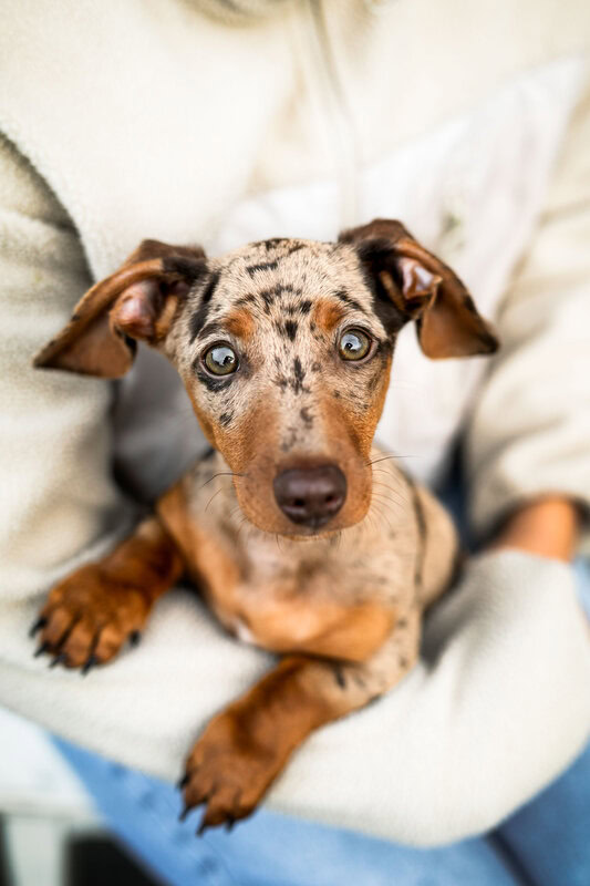 tigerdackel welpe auf dem arm