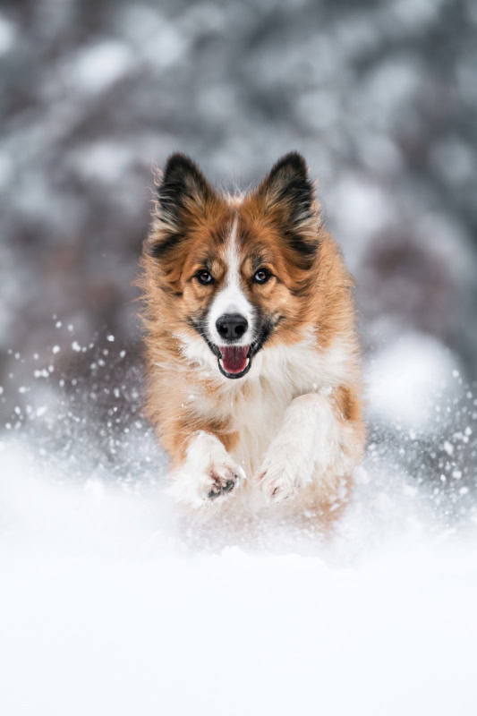 Actionhundefotoshooting im Schnee Schweiz