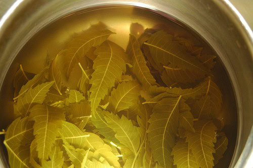 Chá de Neem Chá de Neem