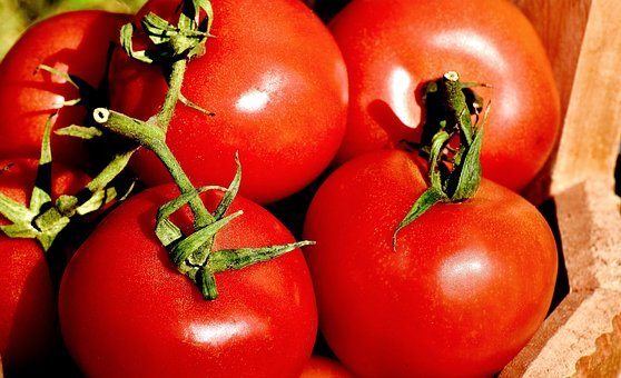 tomate para desintoxicar o fígado tomate para desintoxicar o fígado