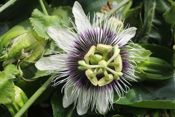 flor de maracujá para dormi melhor flor de maracujá para dormi melhor