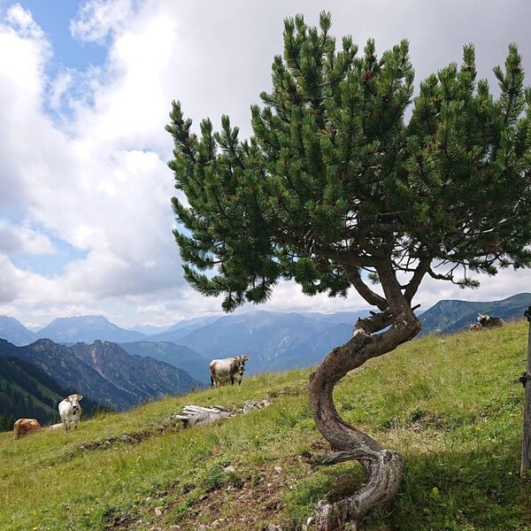 Trailrunning Wochenende Lechtal