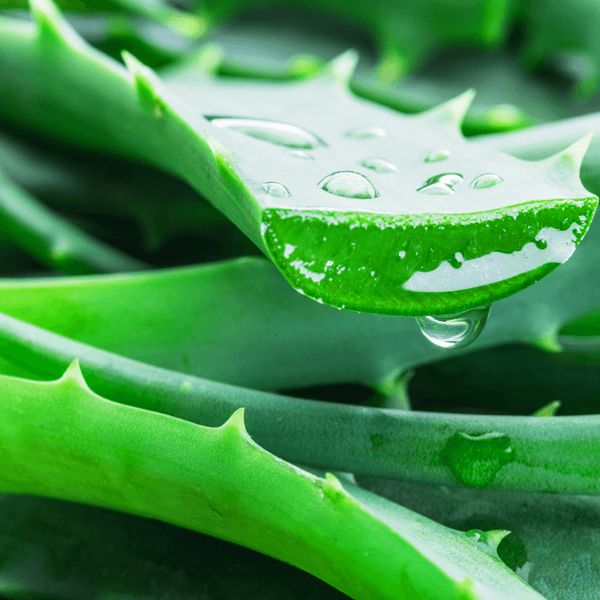sephora aloe vera Sephora - Clean Skin Gel Cleanser with Prebiotics main image 1