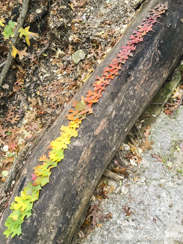 red oak leaf rainbow