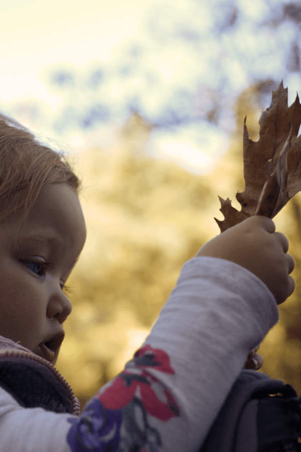 Leaves Up Close WinterKids Nature Patterns
