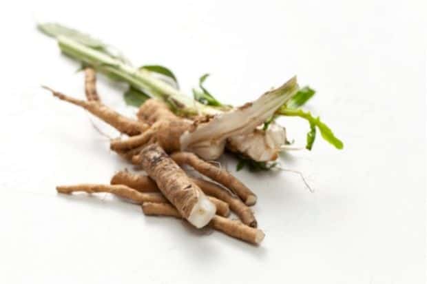 Raw chicory root before roasting