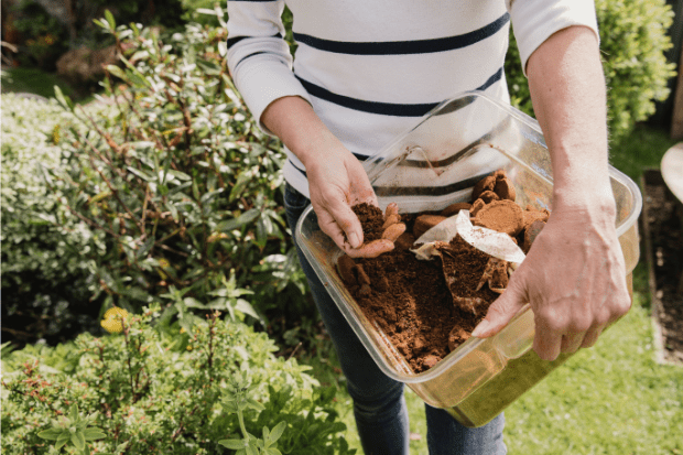 A gardener spinkles coffee grounds from a tub into the garden
