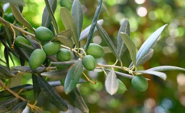extrato da folha de oliveira previne infecções fúngicas extrato da folha de oliveira previne infecções fúngicas