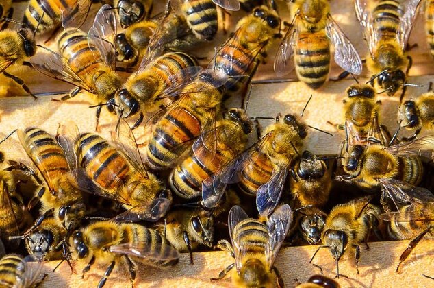 Essaimage d’abeilles: focus sur la duplication de la colonie 2 Essaimage : la vie de colonie