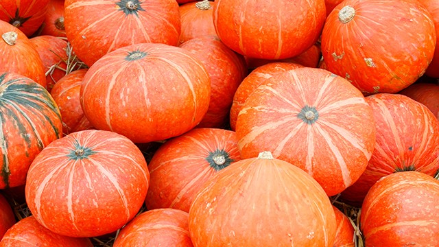 Hugo Pumpkin Festival
