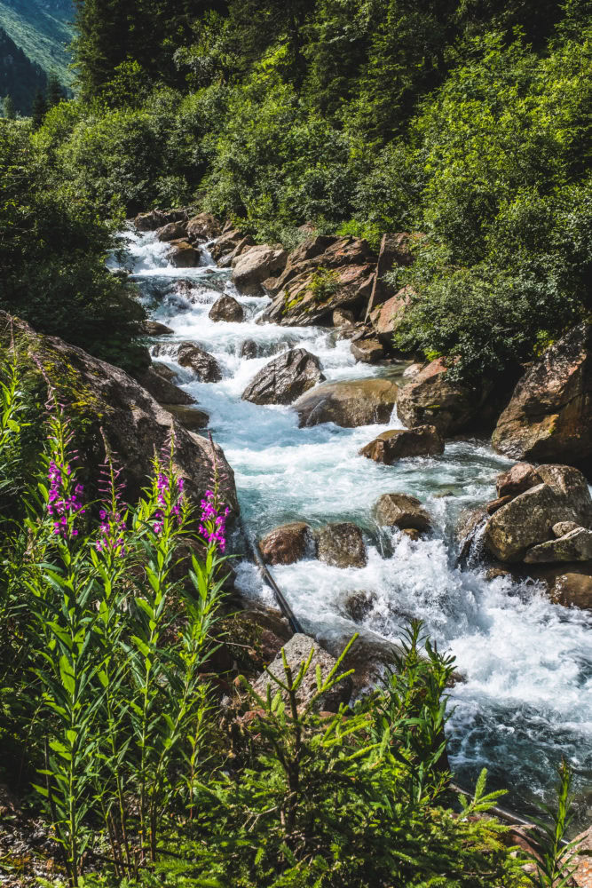 Gebirgsbach mit Blumen in Vordergrund im Stubaital