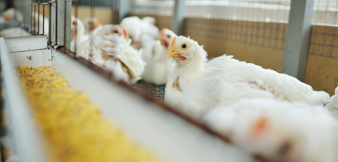 Middle East and Africa Animal Feed Market