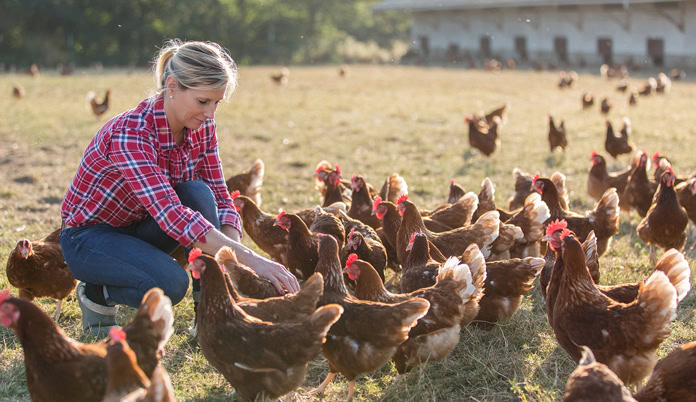 Global Poultry Feed Market