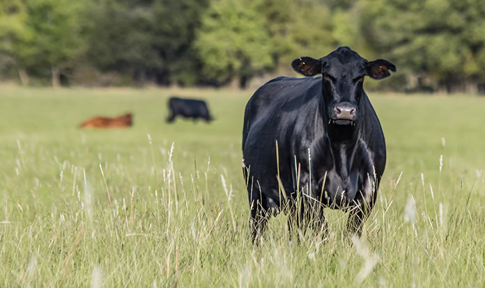 ADM expands animal nutrition and performance services