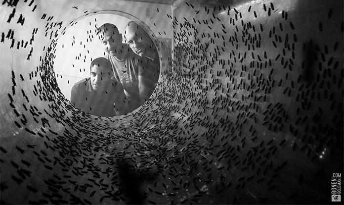 Agroloop and FreezeM partner for world's first decoupled BSF protein facility 