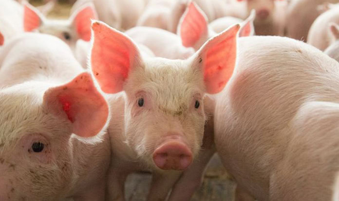 Alltech introduces its new product to reinforce gut health in pigs