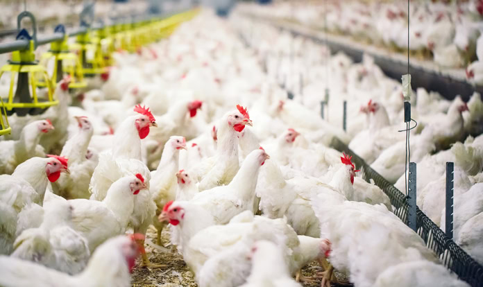 Anitox shares how Termin-8 can support productivity in poultry