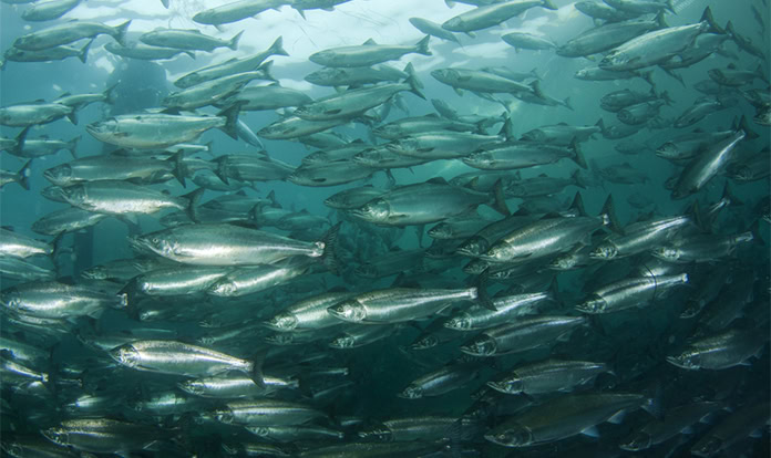 Breakthrough in fat regulation discovered in Atlantic salmon cells