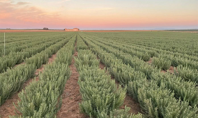 EU Commission approves Kemin’s rosemary extract as feed additive