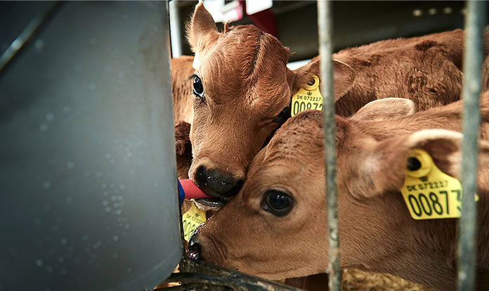 Early Life Nutrition: Ensuring calf growth and future resilience