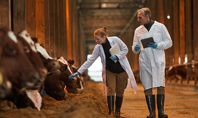 Global Cattle Feed Market