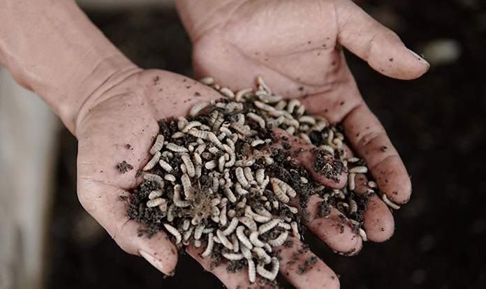 Global Insect Protein 
Market