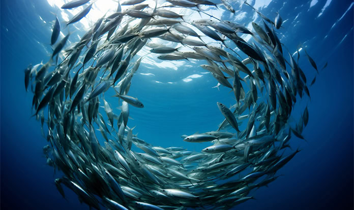Global seafood market navigates tariffs and shifting consumer choices
