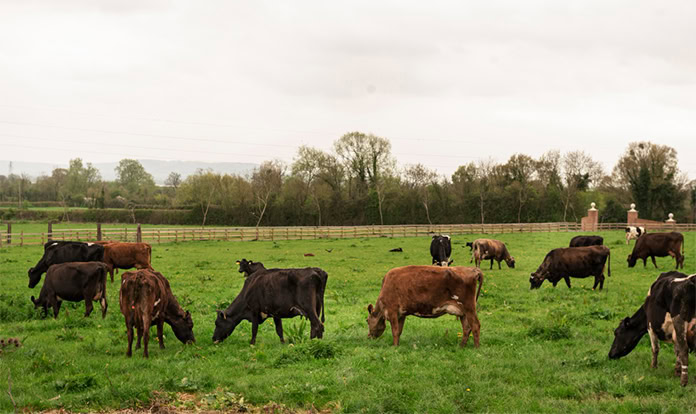 Halter raises $100m to scale digital livestock management in US