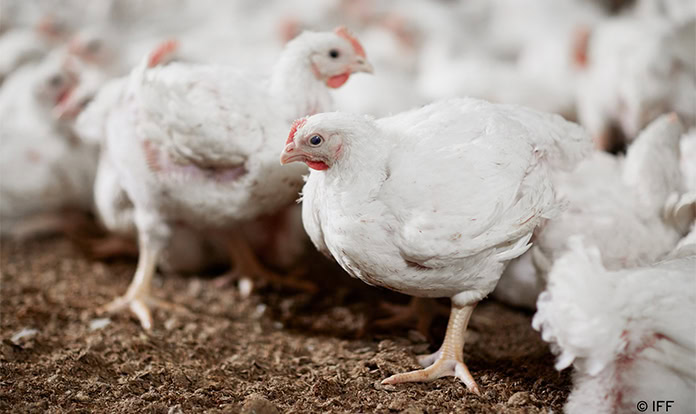 IFF unveils approval of two feed solutions for poultry
