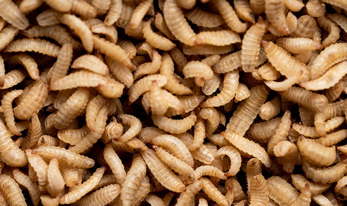 Insect meal, a functional protein source to help fill the protein gap