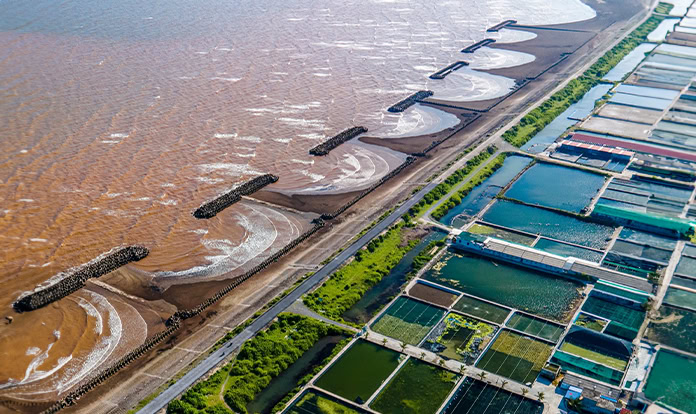 Phileo by Lesaffre introduces Program Aquasaf Shrimp