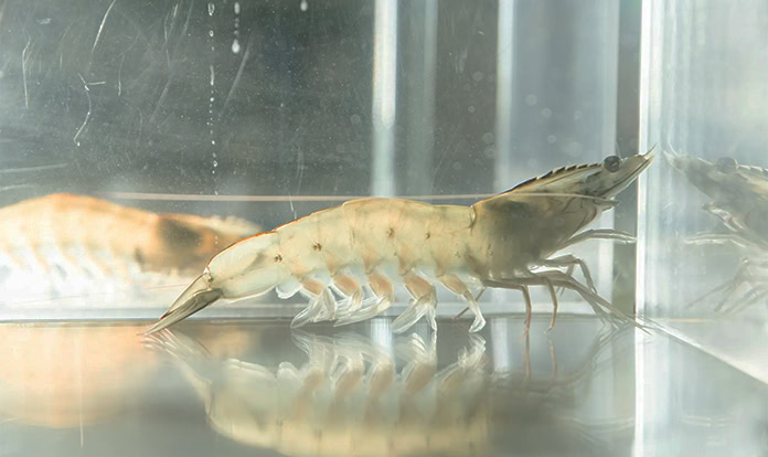 Japanese companies partner to advance land-based aquaculture