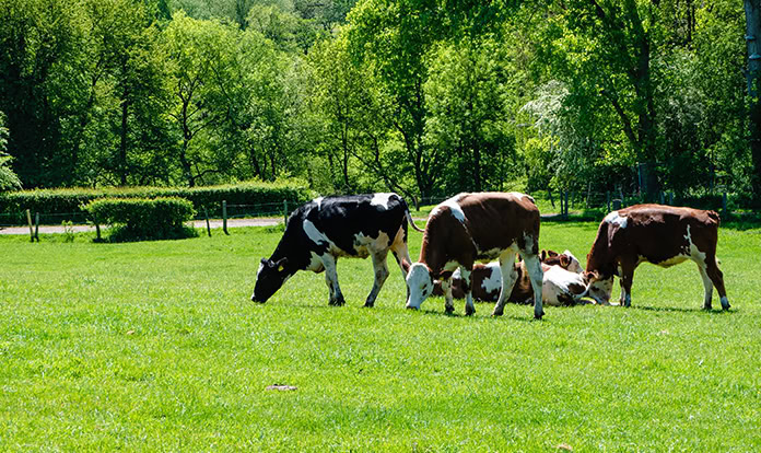 Kemin exhibits its animal nutrition and health solutions at EuroTier 2024