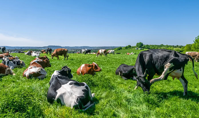 Layn expands production capabilities with new facility