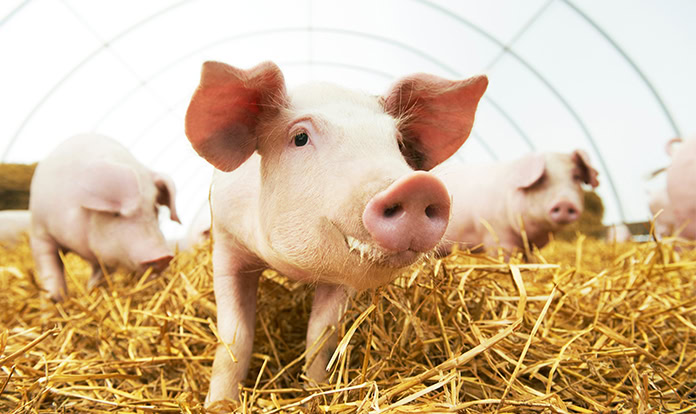 New paper: Live yeast improves pigs’ resistance to heat stress 