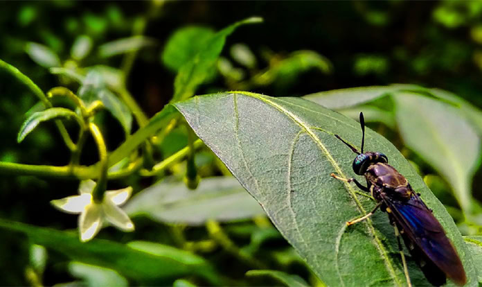 NRGene Canada enters commercial BSF production