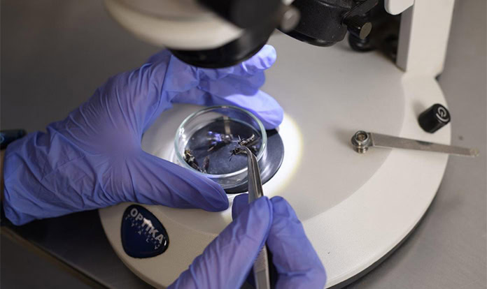 Nasekomo and RVS Ruse complete project on insect bio-valorization