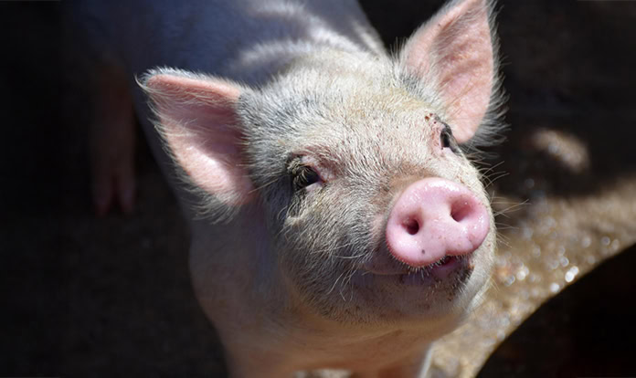 New Novus book to focus on modern sow nutrition and production