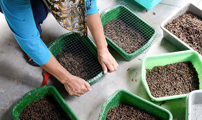 New Study: Insect-based foods unlikely to replace meat in Western diets