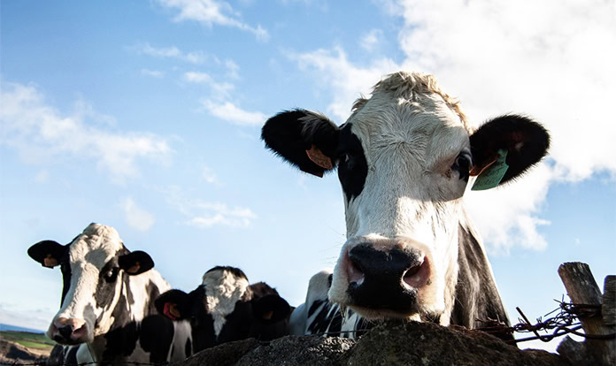 New dyscalcemia solution targets transition cow performance