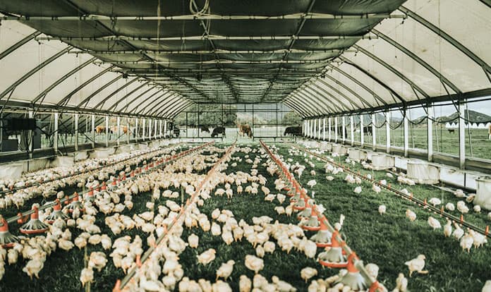 Perdue Farms expands pasture-raised chicken program