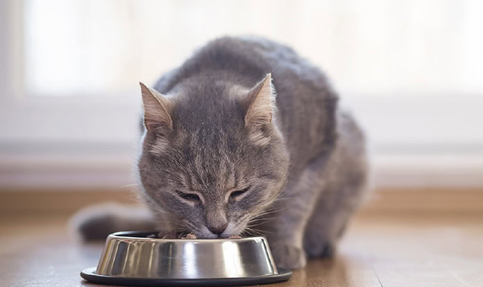 Pet parents expect their cat's food to help address health challenges