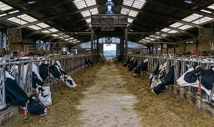 Rumen-protected fats boost cow performance in winter