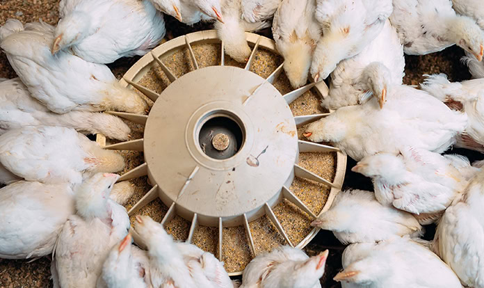 Selko to share how trace minerals support immune response at EPC