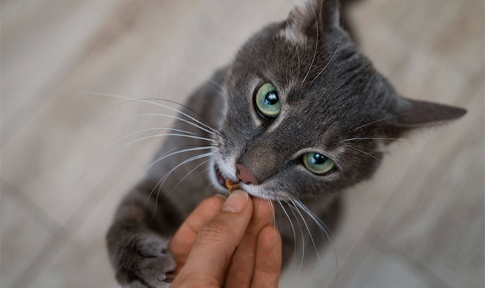 Singapore greenlights cultivated meat pet treats